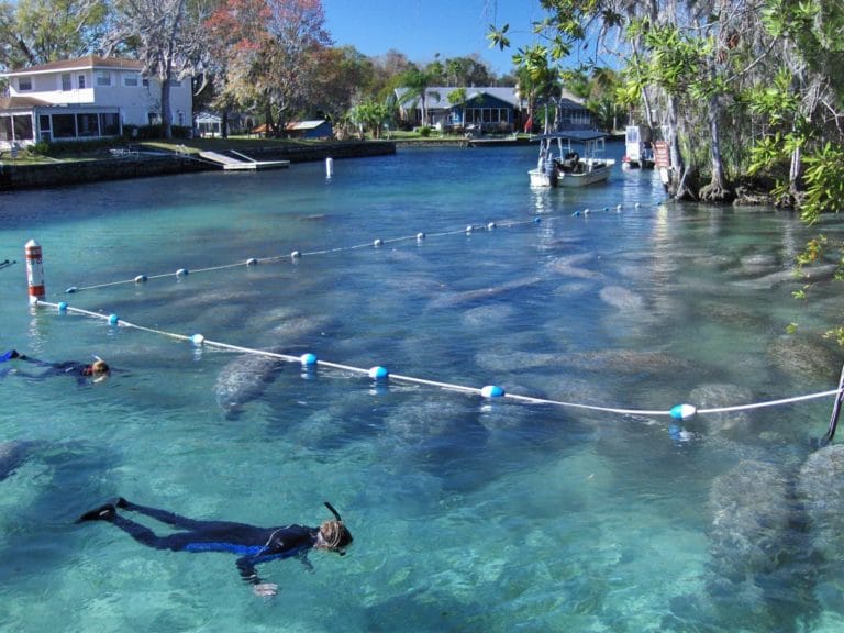 Providing Protection for Endangered Manatees
